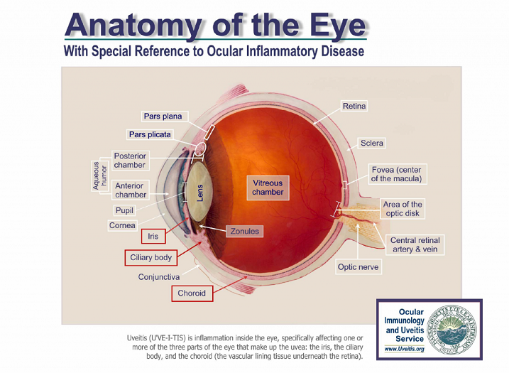 Uveitis Causes Symptoms Treatment NYEE